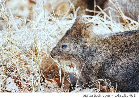 Quokka 142193461