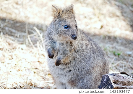 Quokka Quokka 142193477
