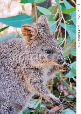Quokka Quokka 142193481