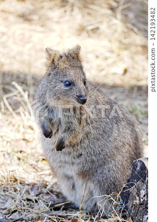 Quokka Quokka 142193482