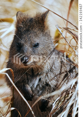 Quokka Quokka 142193487