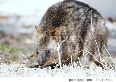 Quokka Quokka 142193490
