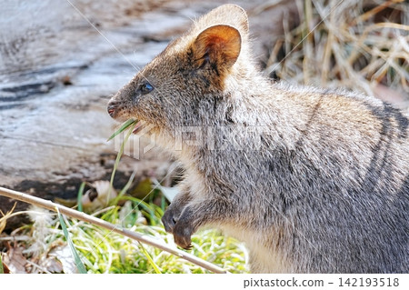 Quokka Quokka 142193518