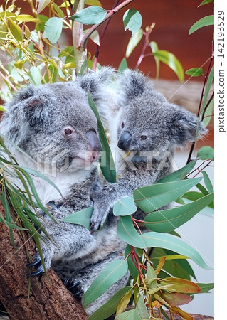 Koala Koala 142193529