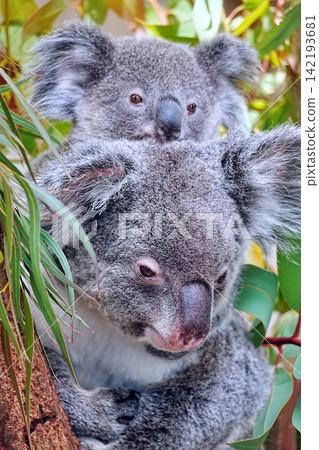 Koala Koala 142193681