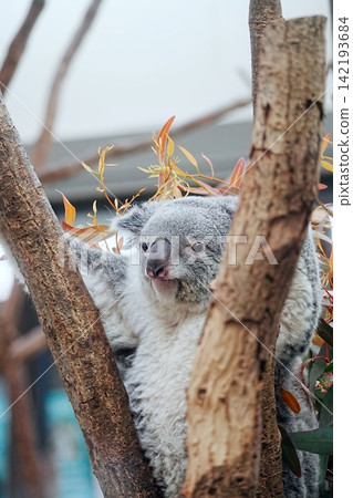 Koala Koala 142193684