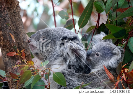 Koala 142193688