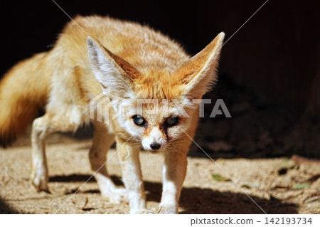Fennec Fennec 142193734