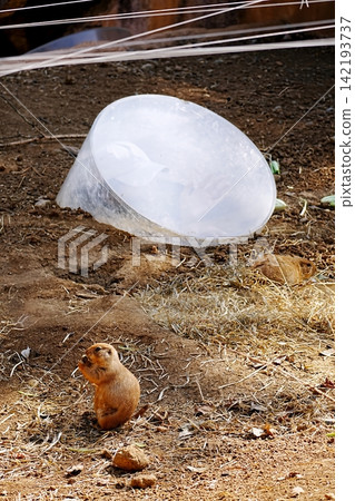Prairie dog Prairie dog 142193737