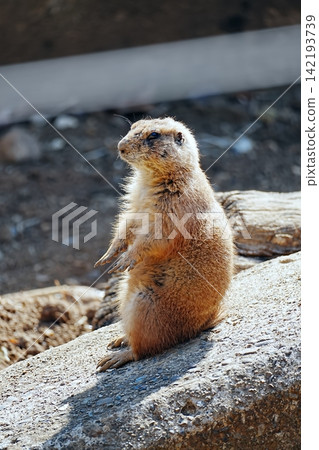 Prairie dog Prairie dog 142193739
