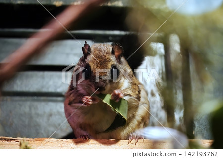 Hon Shou Momonga Hon Shou Momonga 142193762