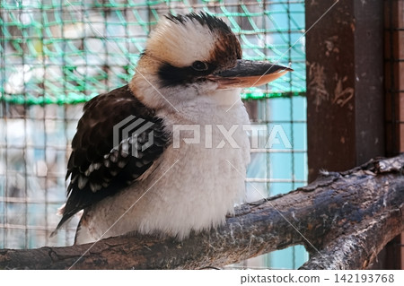 Warai kingfisher Warai kingfisher 142193768