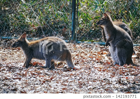 Bennett Red Ruby Wallaby Bennett Red Ruby Wallaby 142193771