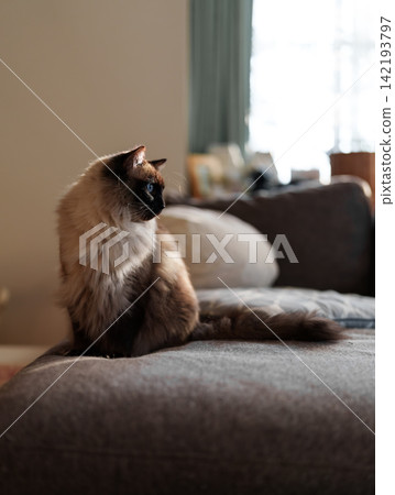 A sleepy Ragdoll cat A sleepy Ragdoll cat 142193797