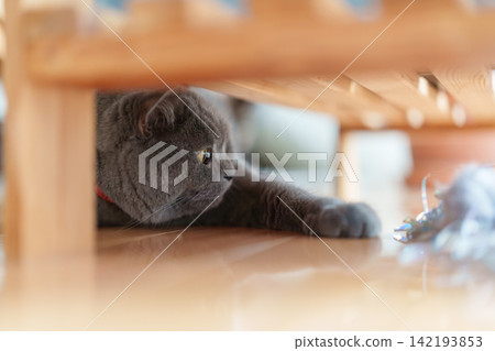 想玩耍的英國短毛貓 想玩耍的英國短毛貓 142193853
