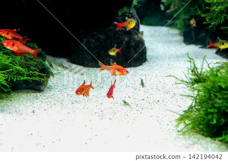 一個漂亮的水族箱,裡面有水生植物和遊來游去的小魚。 一個漂亮的水族箱,裡面有水生植物和遊來游去的小魚。 142194042