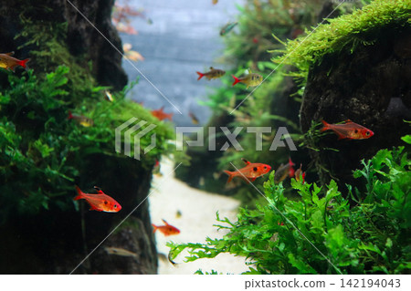 A beautiful aquarium with aquatic plants and swimming small fish. A beautiful aquarium with aquatic plants and swimming small fish. 142194043