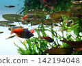 Colorful tropical fish swim among aquatic plants and leaves floating on the water's surface. Colorful tropical fish swim among aquatic plants and leaves floating on the water's surface. 142194048