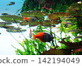 Colorful tropical fish swim among aquatic plants and leaves floating on the water's surface. Colorful tropical fish swim among aquatic plants and leaves floating on the water's surface. 142194049