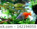 Colorful tropical fish swim among aquatic plants and leaves floating on the water's surface. Colorful tropical fish swim among aquatic plants and leaves floating on the water's surface. 142194050
