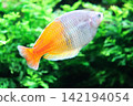The rainbow fish is a beautiful fish with a vibrant orange color. The rainbow fish is a beautiful fish with a vibrant orange color. 142194054