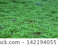 Yamato shrimp and tropical fish walking on aquatic plants Yamato shrimp and tropical fish walking on aquatic plants 142194055
