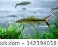A side view of a blackline rasbora swimming among aquatic plants. A side view of a blackline rasbora swimming among aquatic plants. 142194058