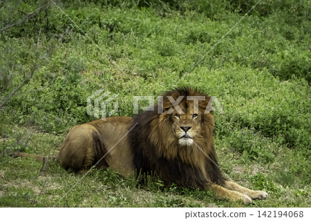 A lion resting on the meadow A lion resting on the meadow 142194068