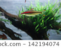 A fish tank where tropical fish with beautiful red and black stripes swim. A fish tank where tropical fish with beautiful red and black stripes swim. 142194074
