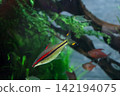 A fish tank where tropical fish with beautiful red and black stripes swim. A fish tank where tropical fish with beautiful red and black stripes swim. 142194075