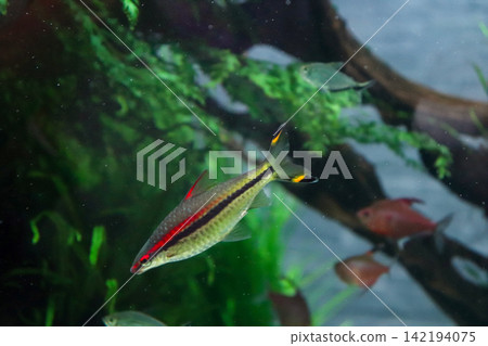 A fish tank where tropical fish with beautiful red and black stripes swim. A fish tank where tropical fish with beautiful red and black stripes swim. 142194075