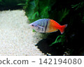 A fish tank filled with vibrant red and blue tropical fish. A fish tank filled with vibrant red and blue tropical fish. 142194080