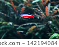 A tank filled with vibrant blue and red neon tetras. A tank filled with vibrant blue and red neon tetras. 142194084
