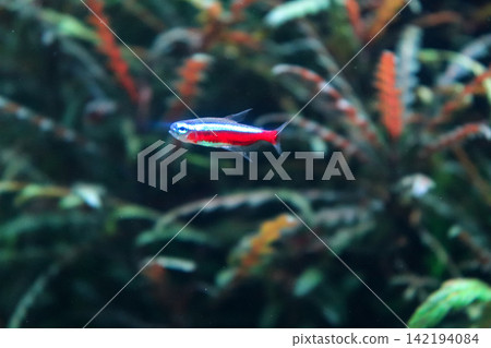 一個魚缸裡遊著色彩鮮豔的藍紅色霓虹燈魚。 一個魚缸裡遊著色彩鮮豔的藍紅色霓虹燈魚。 142194084