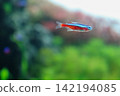 A tank filled with vibrant blue and red neon tetras. A tank filled with vibrant blue and red neon tetras. 142194085