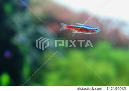 一個魚缸裡遊著色彩鮮豔的藍紅色霓虹燈魚。 一個魚缸裡遊著色彩鮮豔的藍紅色霓虹燈魚。 142194085