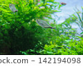 Freshwater fish swimming in a lush aquatic plant tank Freshwater fish swimming in a lush aquatic plant tank 142194098