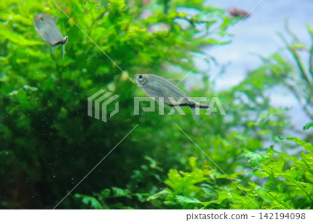 淡水魚在茂盛的水生植物缸中游動 142194098