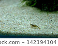 A small shrimp walking on the sandy bottom and the underwater scenery. A small shrimp walking on the sandy bottom and the underwater scenery. 142194104