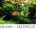Red tropical fish and shrimp swimming in a lush aquatic plant tank. Red tropical fish and shrimp swimming in a lush aquatic plant tank. 142194115