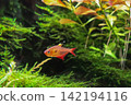 Red tropical fish and shrimp swimming in a lush aquatic plant tank. Red tropical fish and shrimp swimming in a lush aquatic plant tank. 142194116