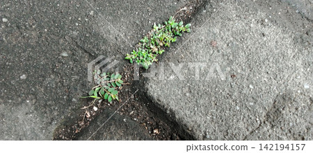 Small green weeds grow between the concrete paving blocks. 142194157
