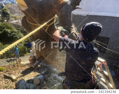 Man Cutting Down a Large Tree with a Chainsaw Man Cutting Down a Large Tree with a Chainsaw 142194236