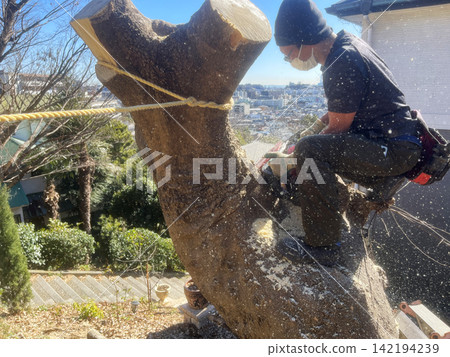 Man Cutting Down a Large Tree with a Chainsaw Man Cutting Down a Large Tree with a Chainsaw 142194239