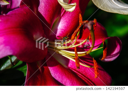 Close-up of a wasp on a vibrant pink lily flower collecting nectar Close-up of a wasp on a vibrant pink lily flower collecting nectar 142194507