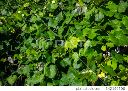 Lush green grape leaves and vines create a dense natural canopy in sunlight Lush green grape leaves and vines create a dense natural canopy in sunlight 142194508