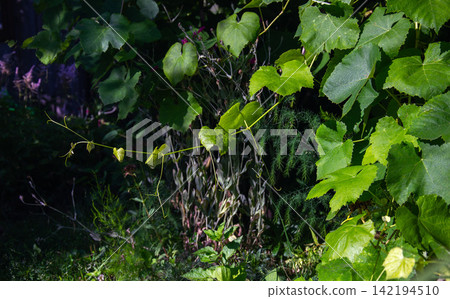 Vibrant green grape leaves and tendrils reaching out in dappled sunlight Vibrant green grape leaves and tendrils reaching out in dappled sunlight 142194510
