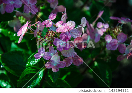 Delicate pink hydrangea flowers with water droplets in soft sunlight Delicate pink hydrangea flowers with water droplets in soft sunlight 142194511