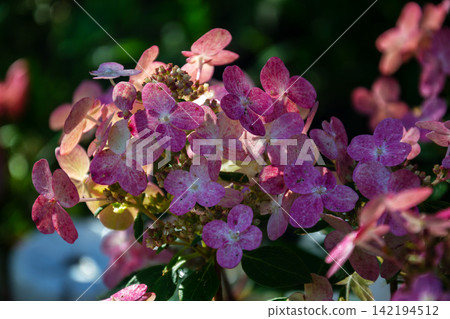 Pink hydrangea flowers blooming in a garden setting Pink hydrangea flowers blooming in a garden setting 142194512