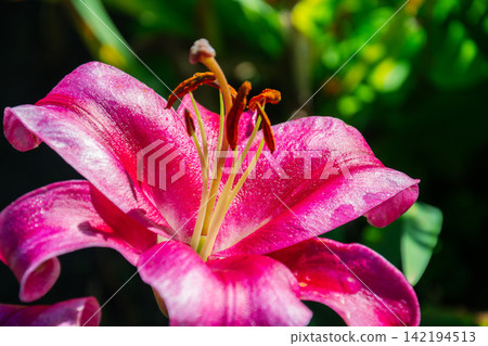 Vibrant pink lily flower in full bloom with detailed petals and stamen Vibrant pink lily flower in full bloom with detailed petals and stamen 142194513